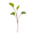 Kohl Rabi Purple microgreen seeds