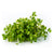 Mizuna Green Microgreen Seeds