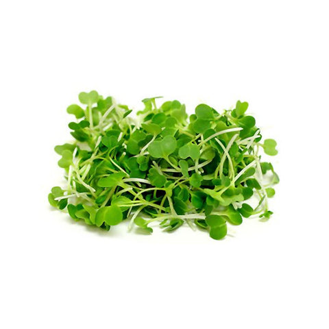 microgreens business plan in tamil