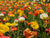 Papaver Iceland Mix