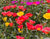 Portulaca Garden Splendour Double Mix Seeds