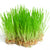 Wheatgrass Microgreen Seeds